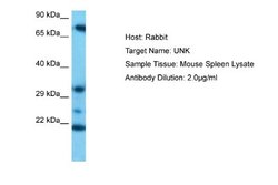 UNK Rabbit anti-Mouse, Polyclonal, Novus Biologicals 0.1 mL | Buy Online | Novus Biologicals | Fisher Scientific